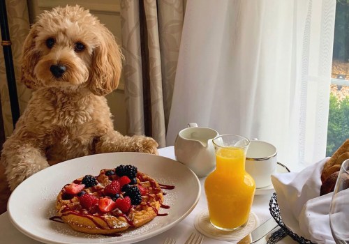 The Best Pet-Friendly Hotels in London: A Guide for You and Your Furry Friend